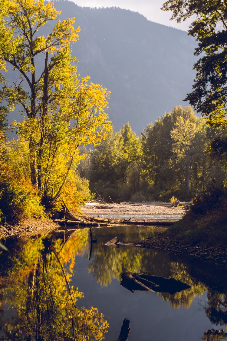 Adams River Salmon Run